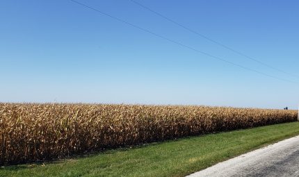 Land Auction – 213.76 Surveyed Acres – 4 Tracts – Prime Farmland-Hunting & Recreational Property – Henderson & McDonough County, IL