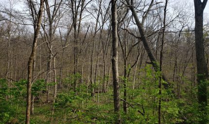 Live & Online Land Auction – 124.18 Surveyed Acres – 1 Tract in Knox County, IL