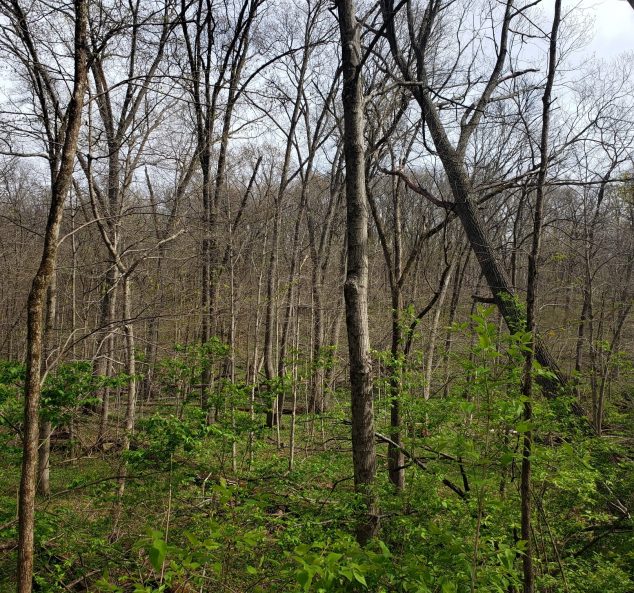 Live & Online Land Auction – 124.18 Surveyed Acres – 1 Tract in Knox County, IL