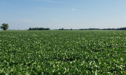 Live & Online Land Auction – 267.28 Acres – 3 Tracts in Knox & Warren County, IL